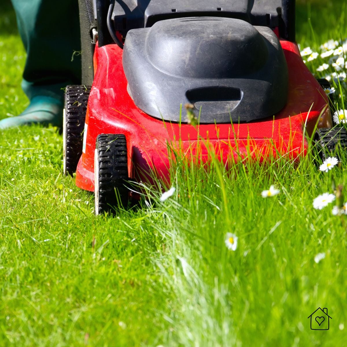 Red push lawn mower trimming tall grass and daisies close to the ground