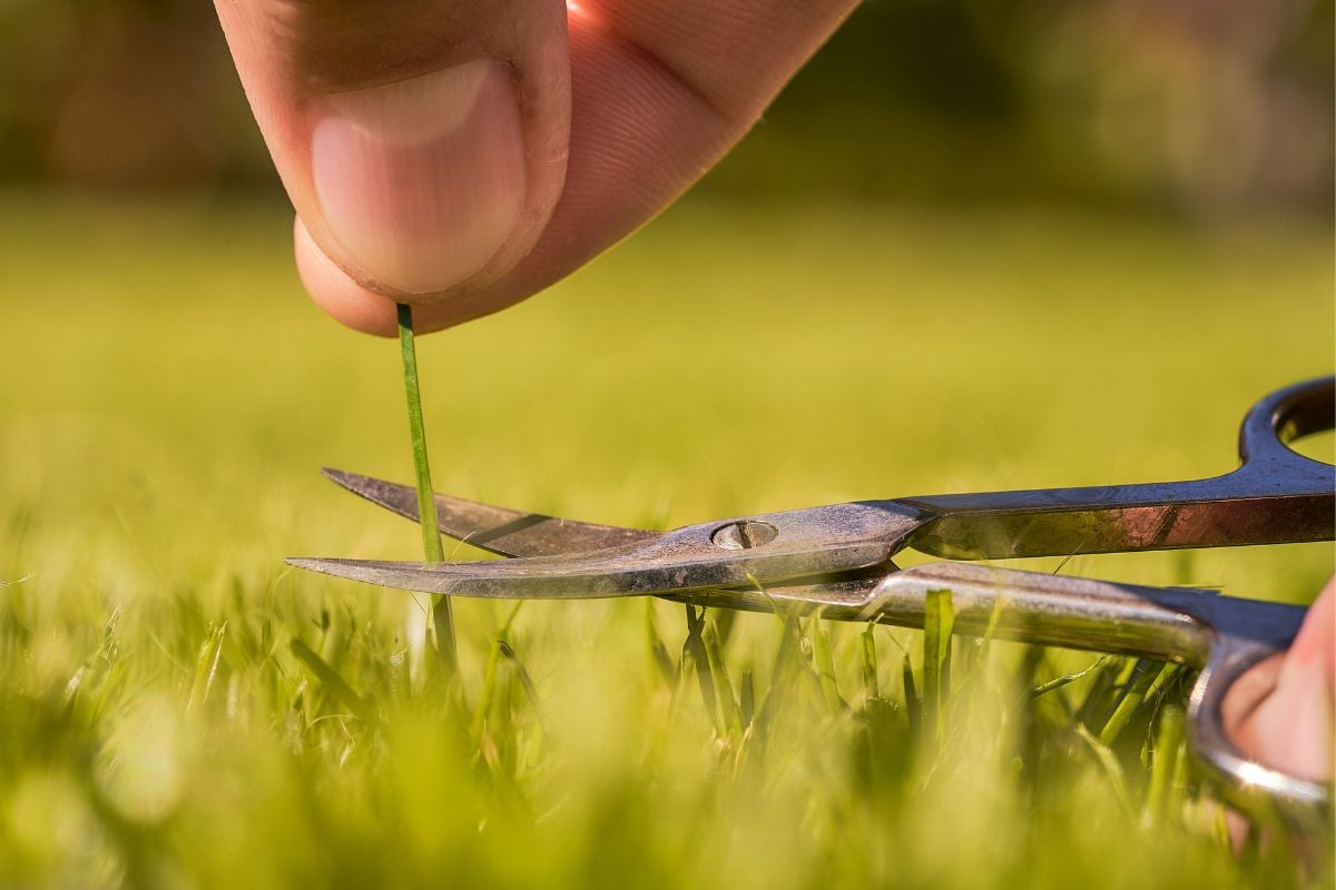 Close-up of scissors trimming a weed by hand in a green lawn