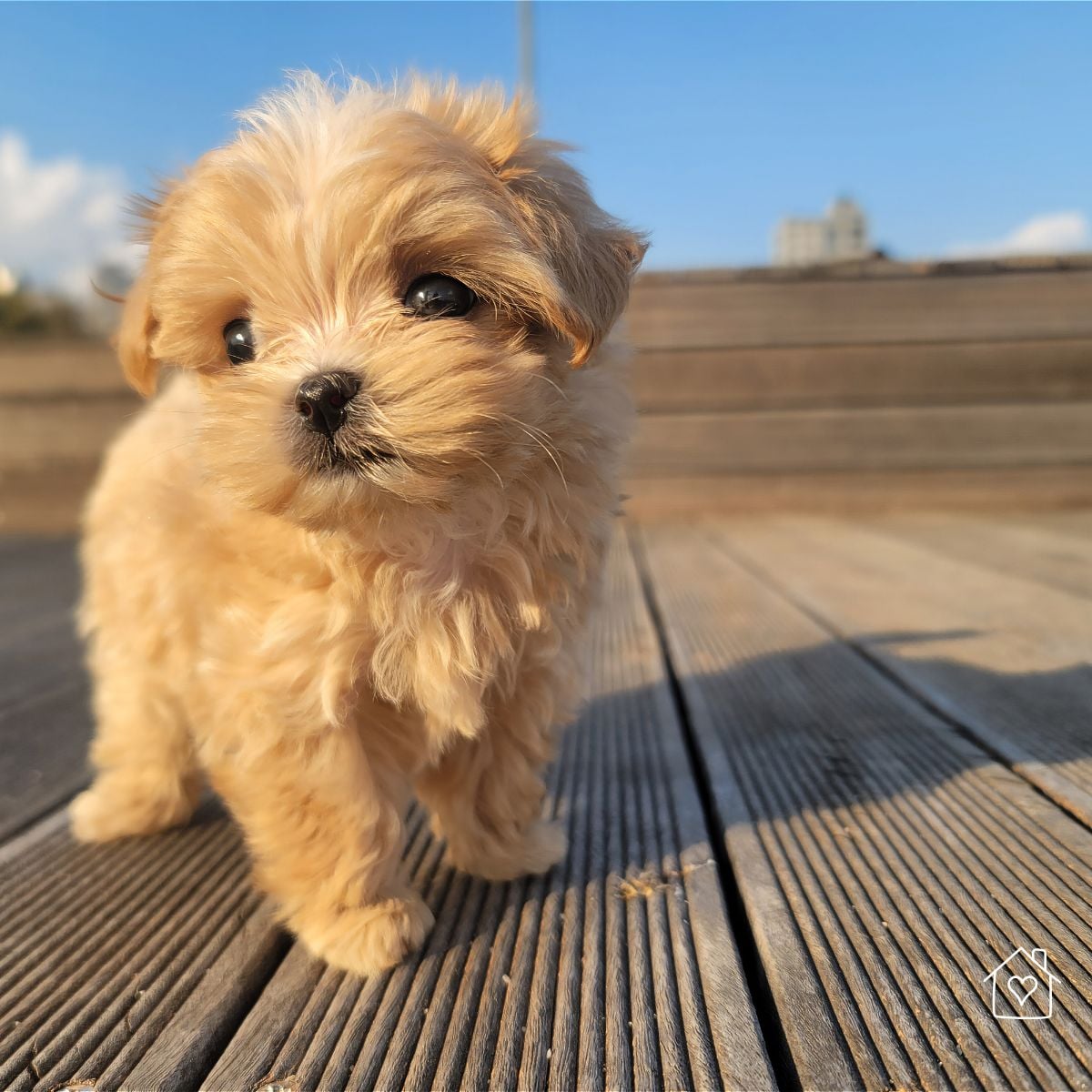 Fluffy apricot puppy standing on a wood deck with blue sky behind it