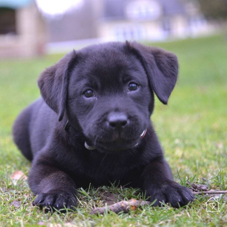 Black Labrador puppy lying in the grass chewing on a stick, wearing a red collar