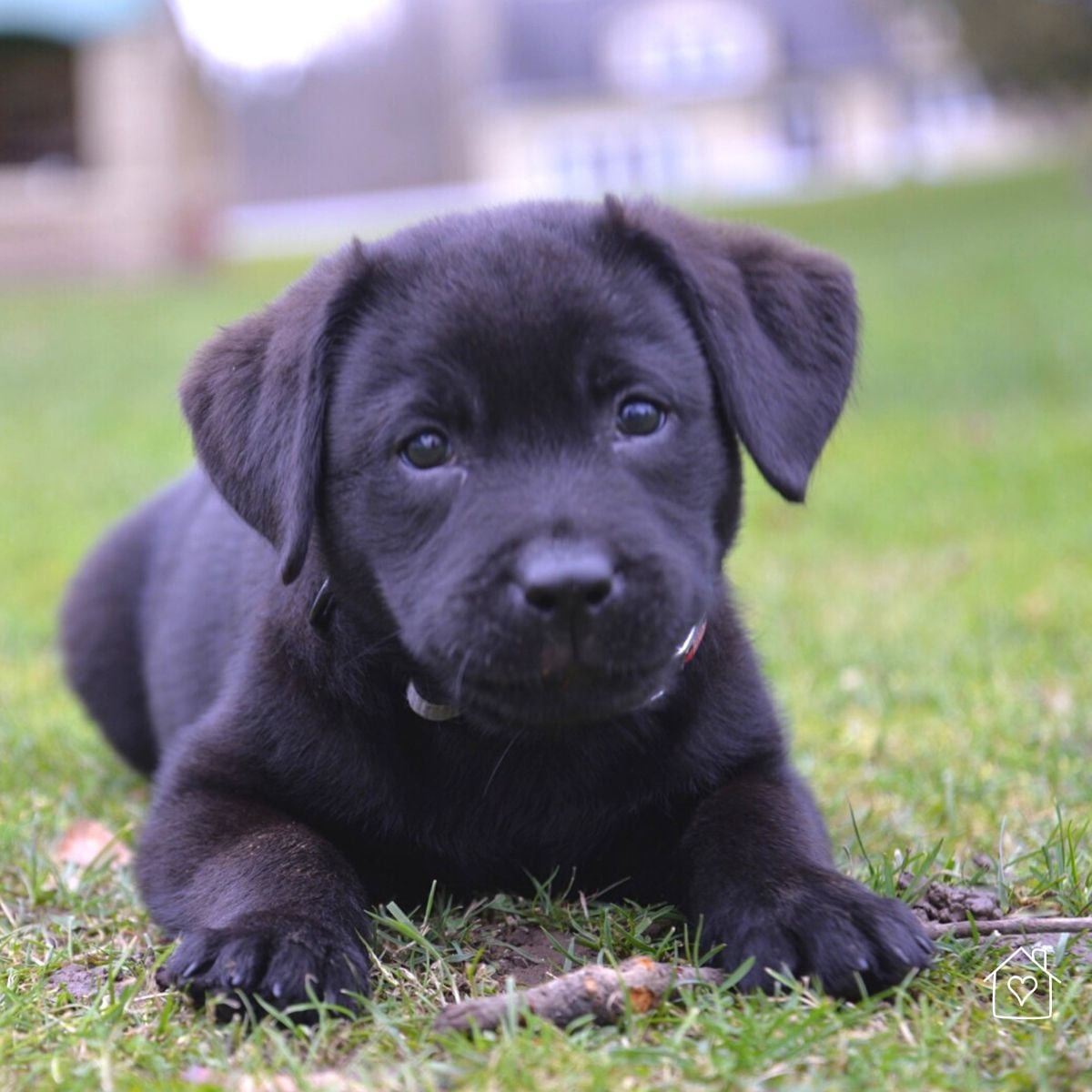 Black Labrador puppy lying in the grass chewing on a stick, wearing a red collar