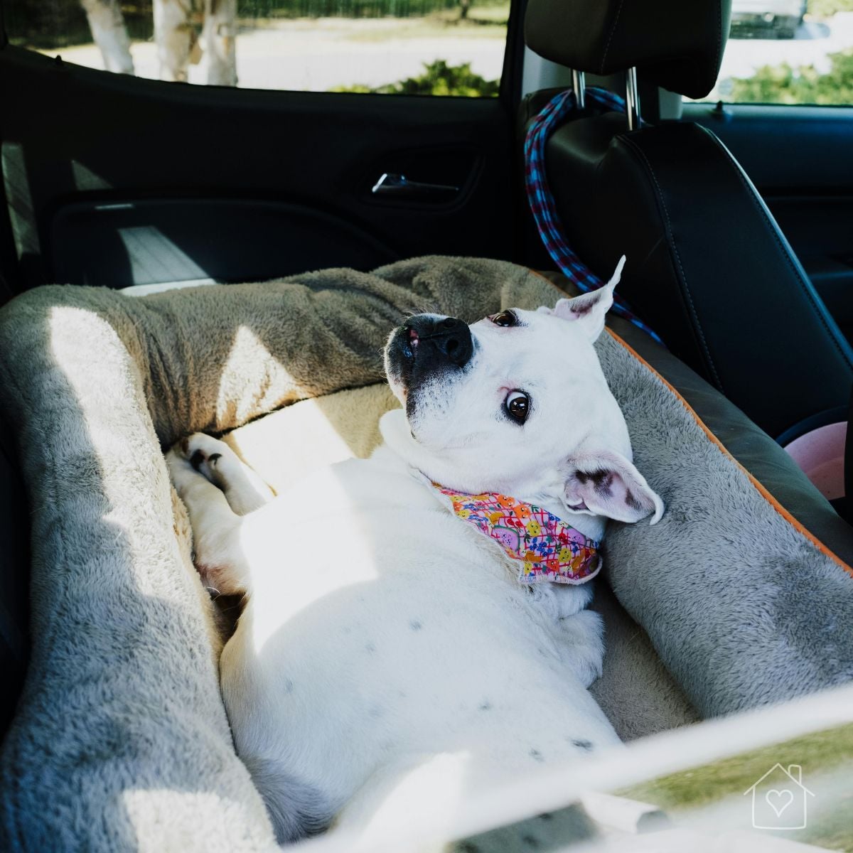 White dog resting in an elevated dog car seat bed, with the tether strap clipped securely to the headrest