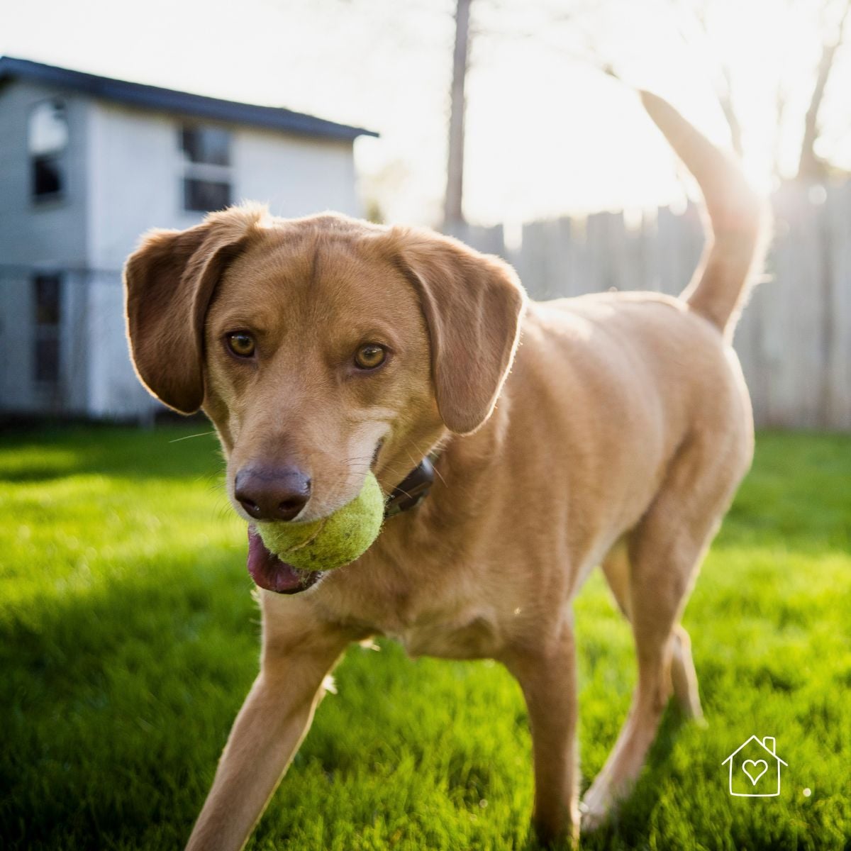 Dog holding a tennis ball in a securely fenced backyard