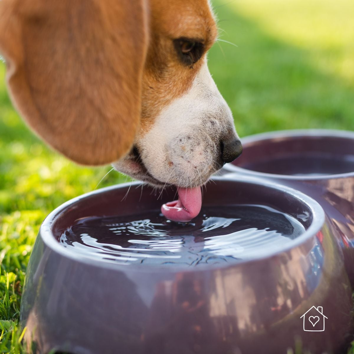Dog drinking from a water bowl in the backyard