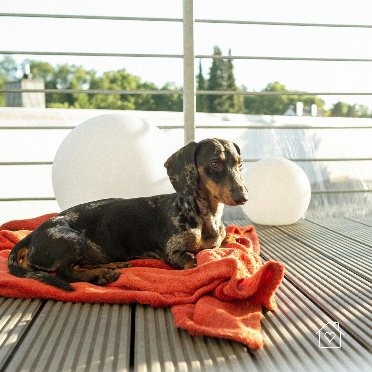 Dog lying on a blanket on a wooden deck in the sun