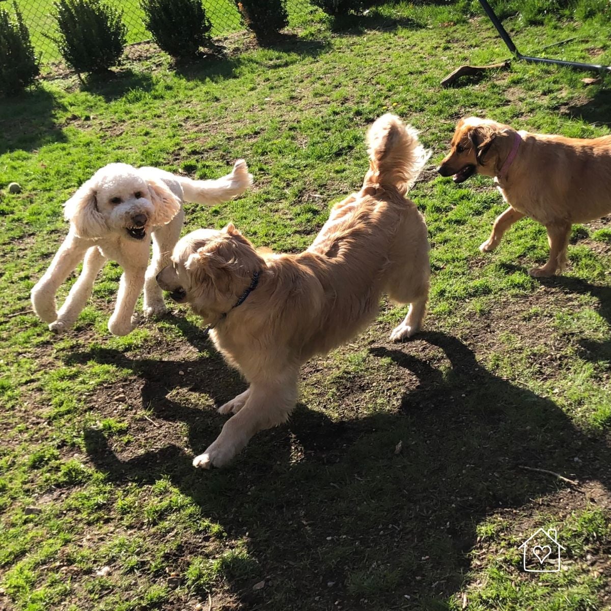 Three dogs playing and running together in a backyard