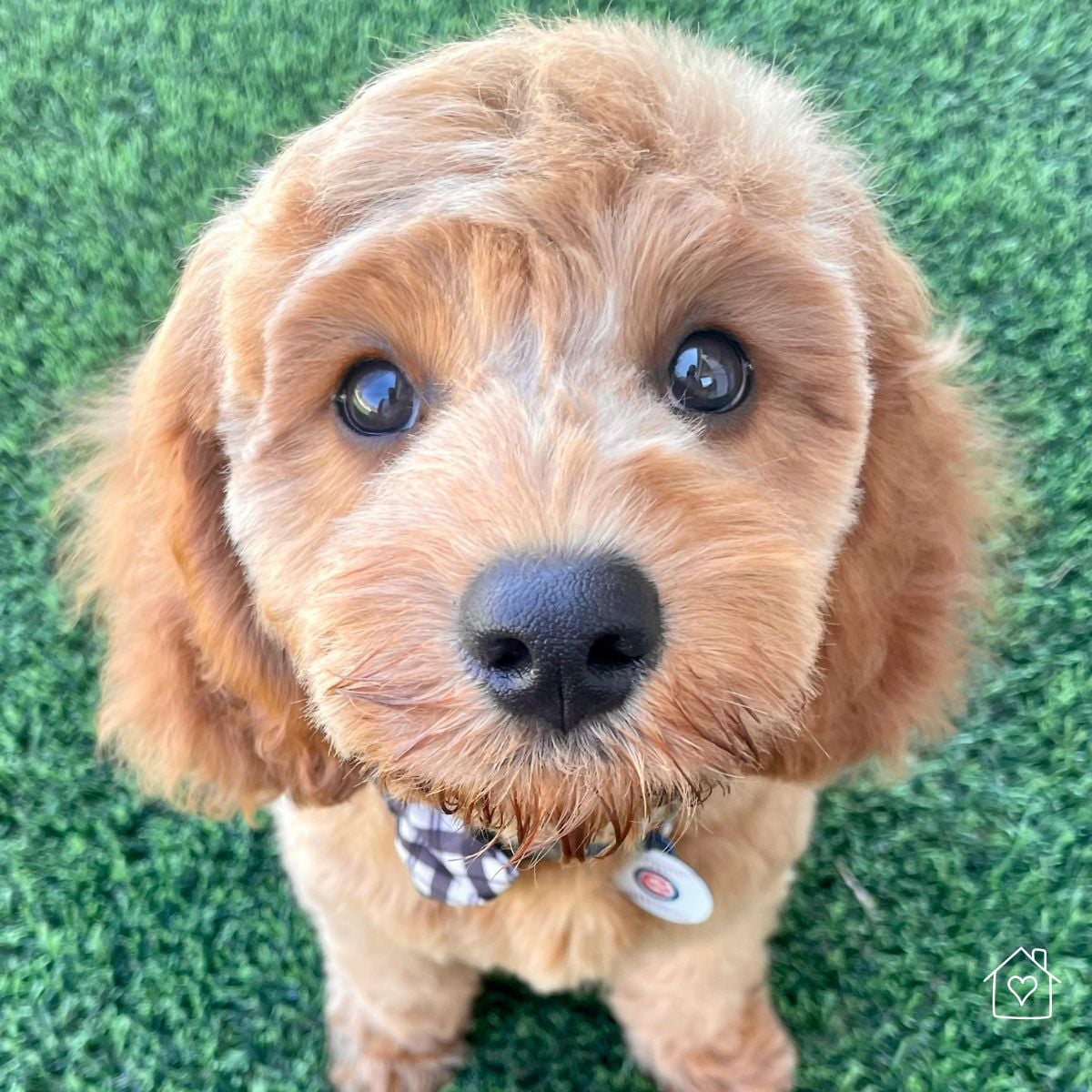 Close up of a golden puppy's face looking up at the camera, wearing a plaid bandana and ID tag