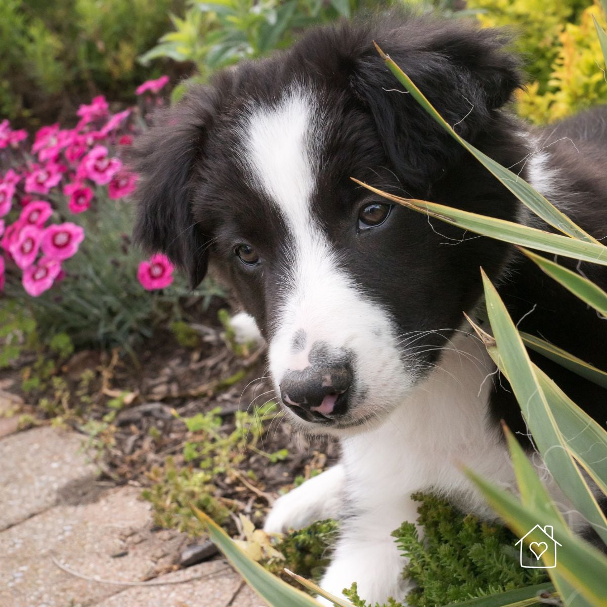 Puppy sitting near garden plants and flowers in a backyard