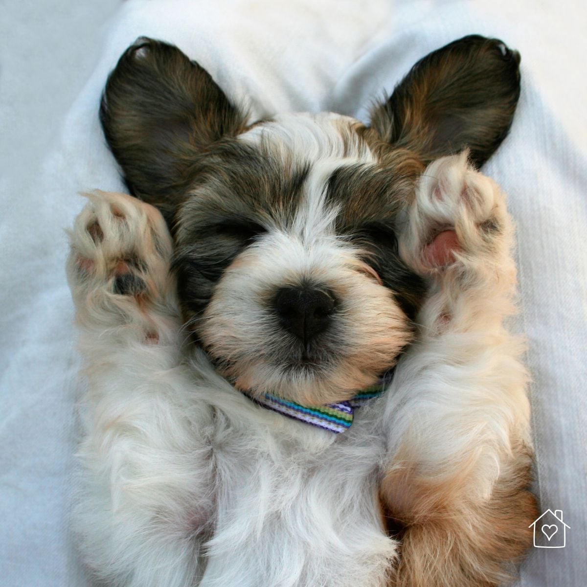 Black, white, and tan puppy lying on its back with paws raised, wearing a striped collar