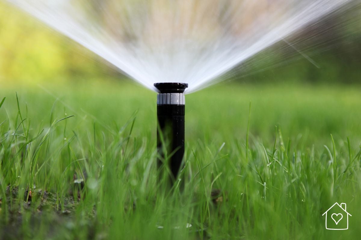 Close-up of an in-ground lawn sprinkler head spraying water across green grass