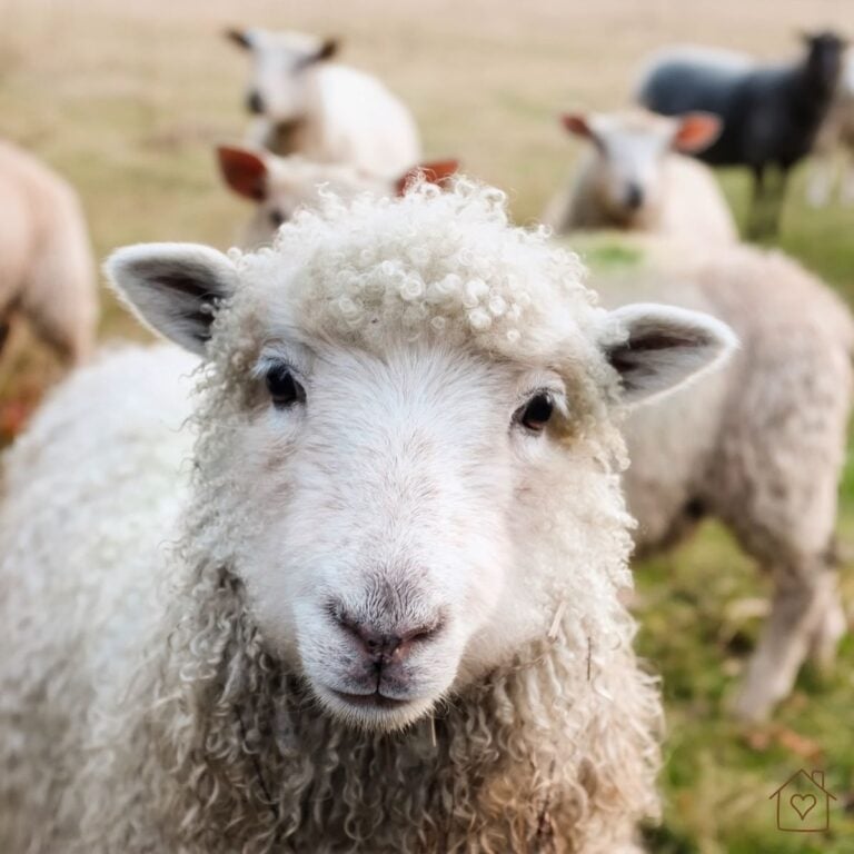 Close-up of a curly-wool sheep looking directly at the camera, with the rest of the flock in soft focus behind it