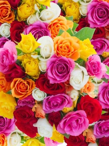 Close up of a mixed color rose bouquet with pink, red, yellow, orange, and white blooms
