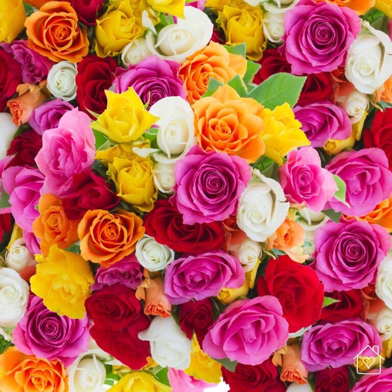 Close up of a mixed color rose bouquet with pink, red, yellow, orange, and white blooms