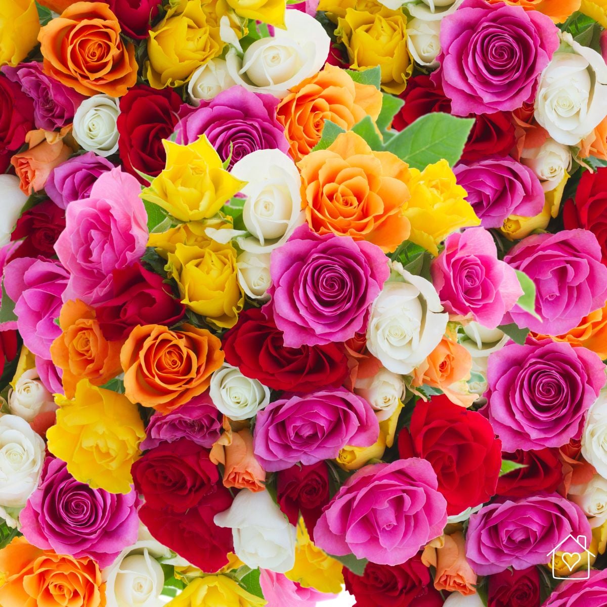Close up of a mixed color rose bouquet with pink, red, yellow, orange, and white blooms