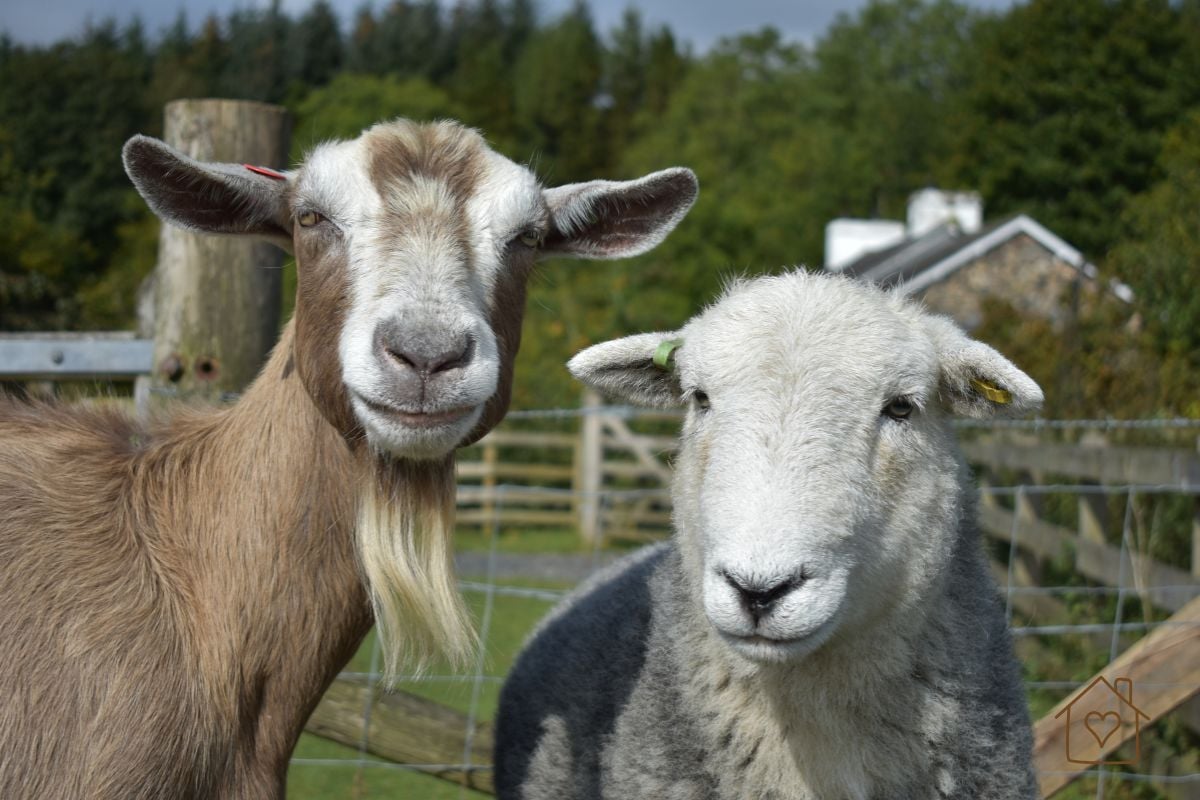 A goat and a sheep standing close together looking at the camera, with a small farmhouse in the background