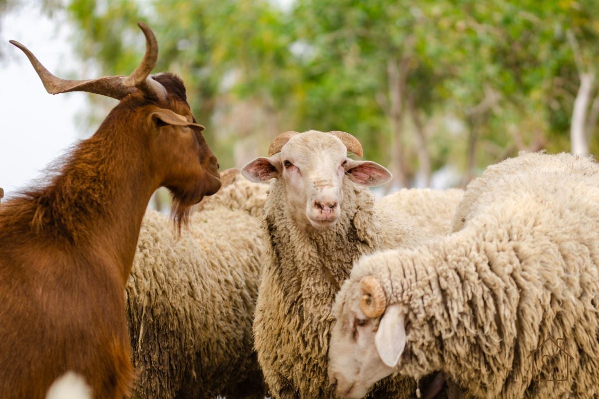 A horned brown goat facing a horned sheep, with the rest of the flock grazing behind them