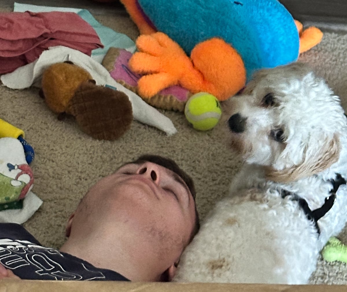 Hank, a small white dog, relaxing beside a family member on the carpet surrounded by colorful dog toys.
