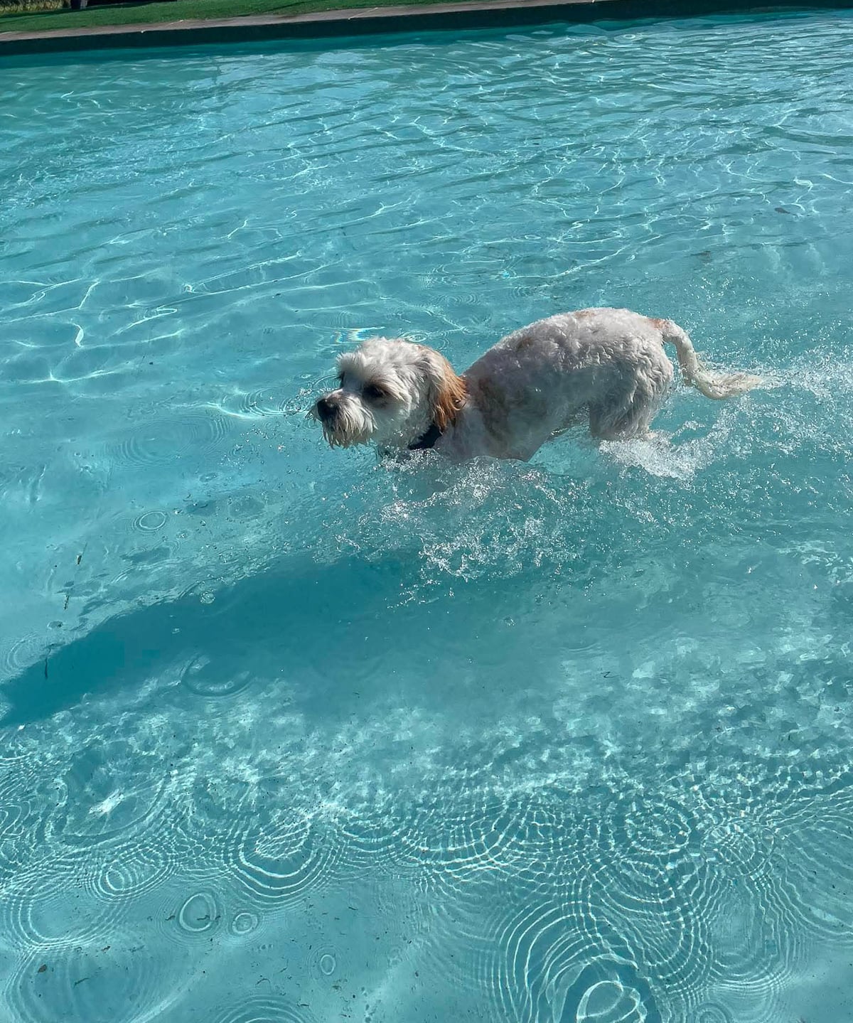 Small white dog named Hank wading through a swimming pool on a sunny day.