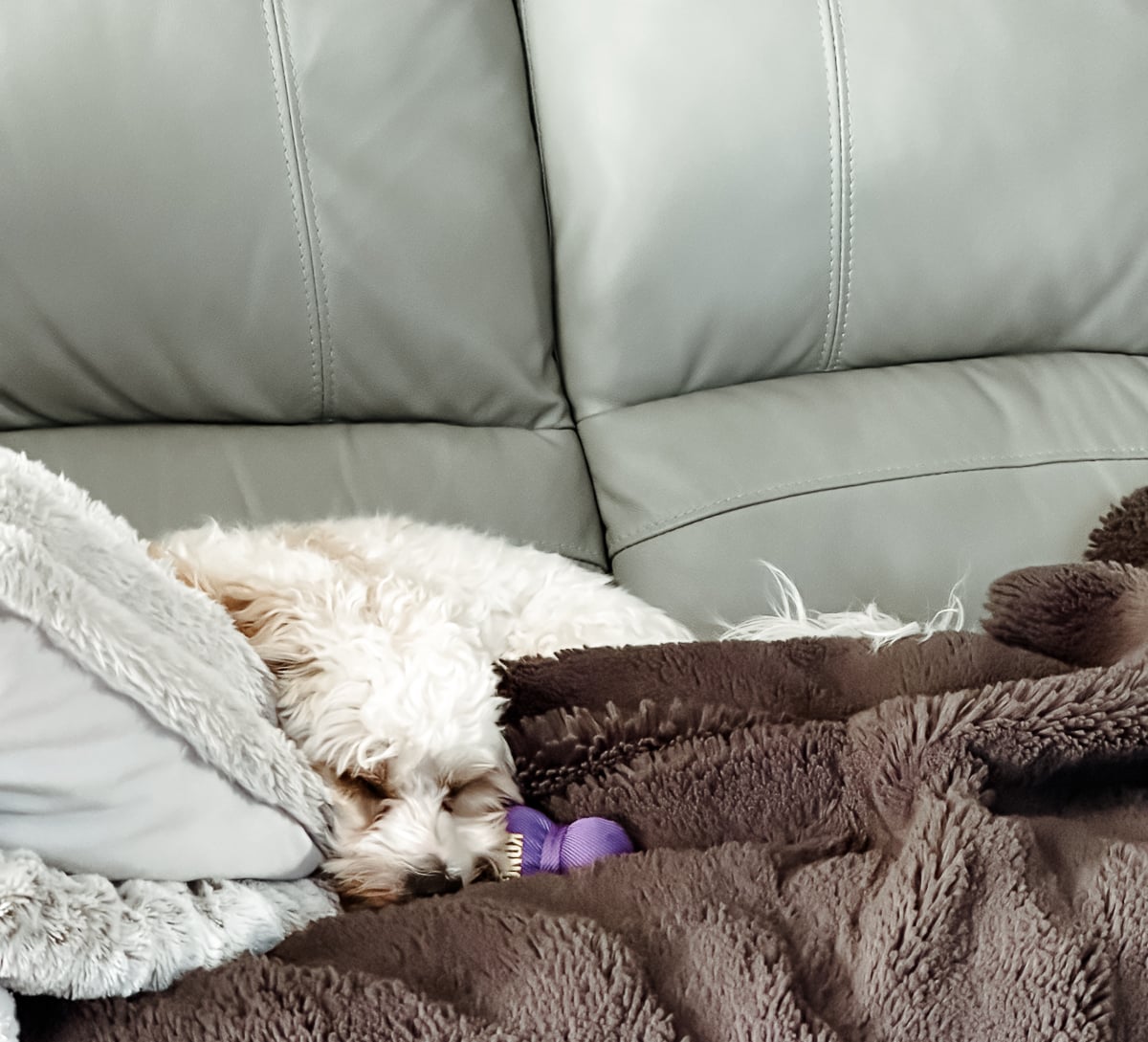 Hank sleeping peacefully on a couch nestled between soft blankets with a purple dog toy nearby.