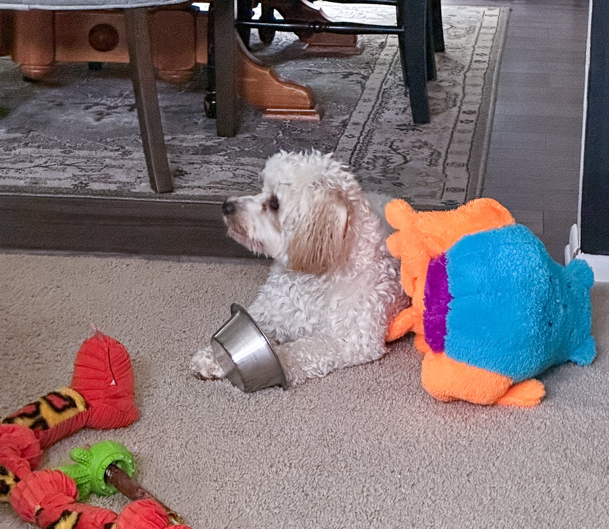 Small white dog named Hank resting on the carpet beside a colorful stuffed toy, rope toys, and a metal dog bowl.